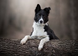 Pies, Border collie, Mordka, Drzewo