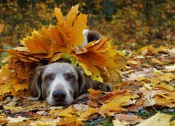 Pies pod liśćmi
