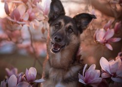 Pies pośród magnolii