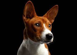 Pies rasy basenji