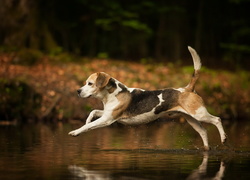 Pies rasy beagle biegnie po wodzie