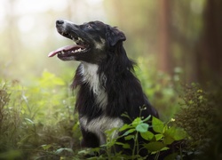 Pies, Border collie, Las, Rośliny