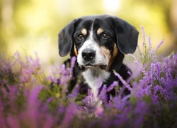 Pies rasy entlebucher we wrzosach