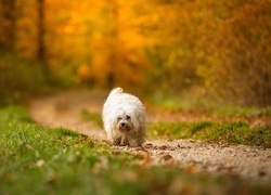 Pies rasy hawańczyk na leśnej ścieżce