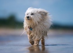 Pies rasy hawańczyk nad wodą