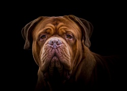 Mastif angielski, Mastiff