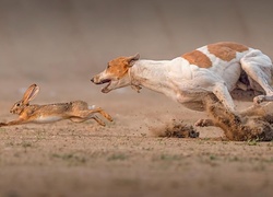 Zając, Pies, Podenco z Ibizy