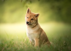 Pies rasy shiba inu w trawie