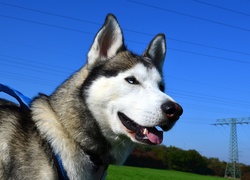 Pies, Siberian husky