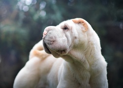 Shar Pei, Głowa, Pysk