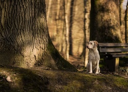 Pies siedzący przy drzewie obok ławki