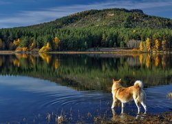 Pies stojący na brzegu jeziora