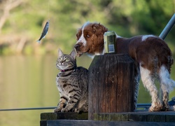 Kot, Kładka, Wędka, Rybka, Puszka Springer spaniel angielski