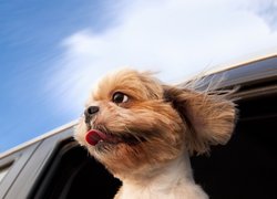 Pies w oknie samochodu