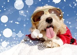 Pies w okularach przeciwsłonecznych na śnieżnej górce