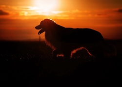 Pies w promieniach zachodzącego słońca