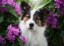 Pies, Mordka, Kwiaty, Rododendrony, Liście