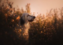Pies w rozświetlonych roślinach