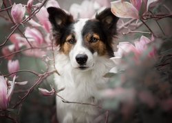 Pies wśród kwiatów magnolii