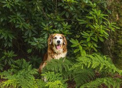 Pies wśród paproci i obok rododendronu