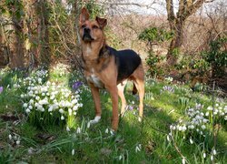 Pies wśród wiosennych kwiatów pod drzewami