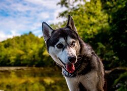 Pies, Kolorowe, Oczy, Heterochromia, Siberian husky