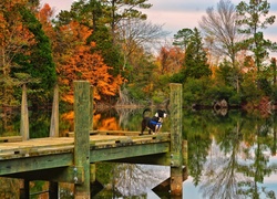 Piesek na kładce podziwiający jesienny krajobraz