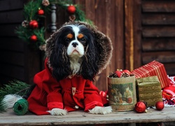 Cavalier King Charles spaniel, Ubranko, Choinka