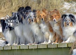 Psy, Owczarki szetlandzkie, Kundelki