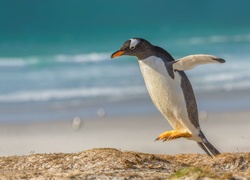 Pingwin białobrewy w podskoku