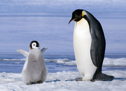 Pingwiny na śniegu