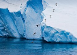Pingwiny skaczące z góry lodowej do morza