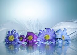 Kwiaty, Niebieskie, Piórka, Zbliżenie