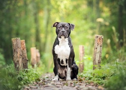 Las, Pit Bull Terrier, Ścieżka