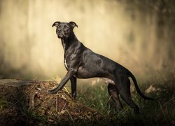 Pies, Pit Bull Terrier, Sylwetka, Pień, Trawa