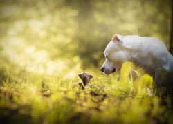 Pies, Biały, Pit bull terrier, Maskotka, Zabawka, Łąka