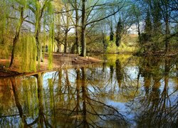 Płacząca wierzba nad stawem