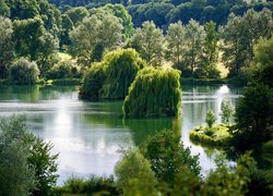 Płaczące wierzby i drzewa nad jeziorem w słoneczny dzień