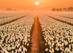 Plantacja białych tulipanów