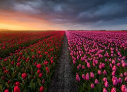 Plantacja czerwonych i różowych tulipanów o zachodzie słońca