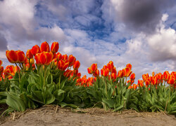 Plantacja czerwonych tulipanów pod ciemnymi chmurami