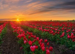 Plantacja czerwonych tulipanów w blasku zachodzącego słońca