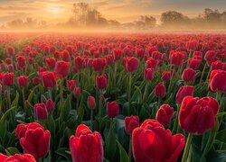 Plantacja czerwonych tulipanów w porannej mgle