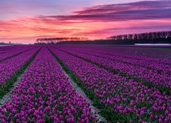 Plantacja fioletowych tulipanów