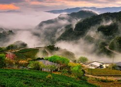 Plantacja herbaty i góry we mgle w tajwańskim Zhangkongzi