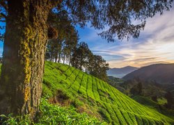 Plantacja herbaty na terenie Cameron Highlands w Malezji