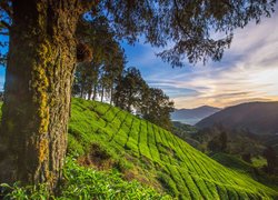 Drzewa, Wzgórze, Pole, Plantacja, Herbaty, Góry, Cameron Highlands, Stan Pahang, Malezja