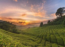 Plantacja herbaty na wzgórzach Cameron Highlands w Malezji