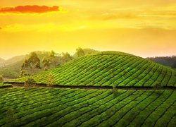 Plantacja herbaty na wzgórzach Munnar w południowych Indiach