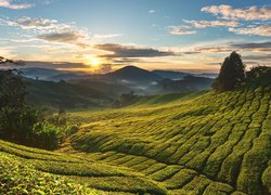 Plantacja, Drzewa, Wschód słońca, Cameron Highlands, Stan Pahang, Malezja